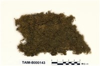 藏品(偏蒴苔屬)的圖片